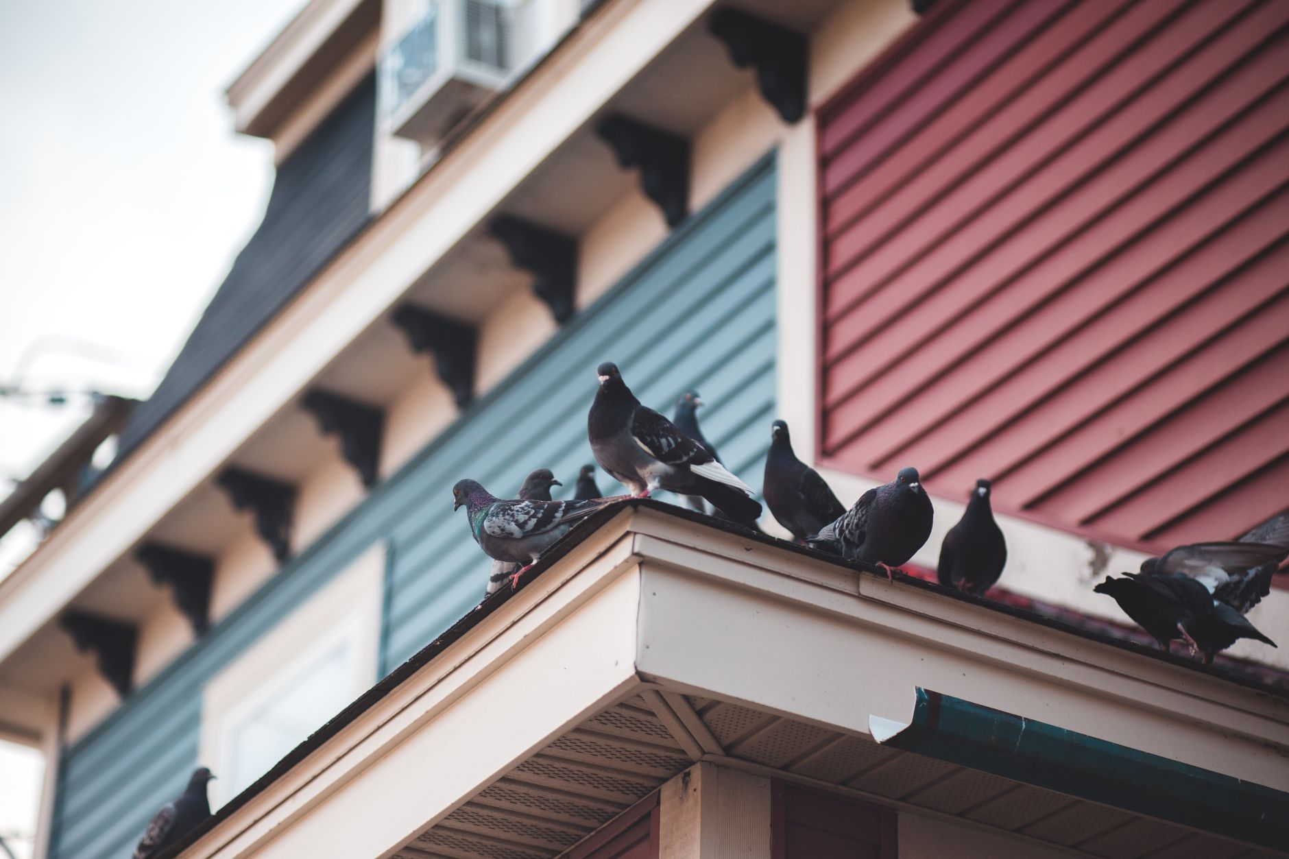 Birds nesting in roof eaves under the tiles of an older Sheffield house